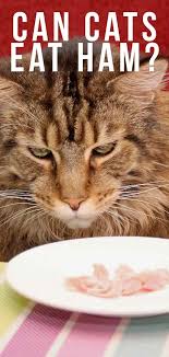 It should be given only sparingly, however, as a salty treat your cat is sure to enjoy! Can Cats Eat Ham As Snacks Or Have Ham As Part Of Their Diet