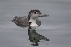 Birding Bodega Bay