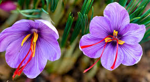 It's like the trivia that plays before the movie starts at the theater, but waaaaaaay longer. Which Spice Is Derived From The Trivia Questions Quizzclub