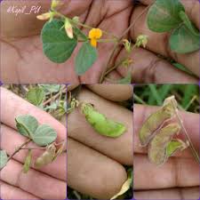 Image result for Rhynchosia mannii