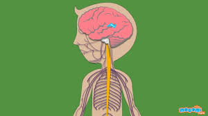 Human nervous system medical vector illustration diagram with parasympathetic and sympathetic nerves and all connected inner organs through brain and spinal cord. The Nervous System Human Body Parts Science For Kids Educational Videos By Mocomi Youtube
