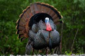 Birds That Look Like Turkeys In Florida Image Result For Eastern Wild Turkey Tom Turkey Bird Wild Turkey Turkey Hunting