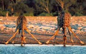 Free Wallpaper Backgrounds For Your Computer World Wildlife Fund 1920 1200 Wildlife Wallpapers 29 Wallpapers Adorabl Giraffe Pictures Giraffe Animals Wild Download all photos and use them even for commercial projects. giraffe pictures