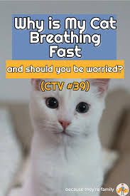 Your cat may be domesticated and eat the cat food served by her human parent instead of hunting her dinner, but she retains the biological impulse of her cats are crepuscular, which is a zoological term for animals or insects that are active in twilight (between dusk and dawn). Why Is My Cat Breathing Fast And Should You Be Worried Ctv 39 Our Pets Health