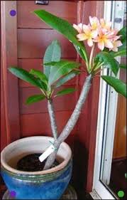 Plumeria Maui Website Good Data On Bug And Sicknesses Developing And So On Plumeria Flowers Plumeria Tree Plants