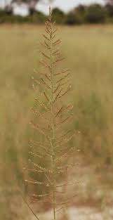 Image result for Pogonarthria