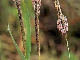 Image result for Chlorophytum amplexicaule