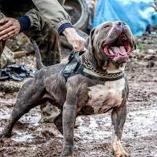 19 likes 3 comments you love dogs youlovedoogs on instagram koko nero getting friendly with luke city k9 proudly bully dog pitbull dog big dogs