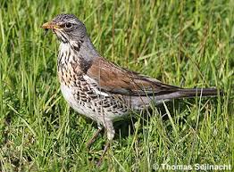 Die wacholderdrossel ist etwas größer als die amsel (ca. Wacholderdrossel