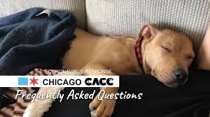 Maybe you would like to learn more about one of these? Cacc Services During Stay At Home Order Frequently Asked Questions Alderman Tom Tunney 44th Ward Chicago