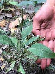 Image result for Elytraria