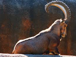 To finish this list of animals with horns, we will give examples of animals that, although they have horns, are different from those mentioned above, such as: The 10 Best Horns In The Animal World The Definitive List Modern Farmer