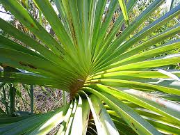 Image result for Pandanus chiliocarpus
