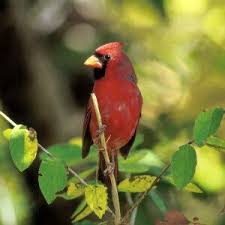 Birds Of Northern Illinois Identification State Bird And My Grandmas Favorite They Aren T Cardinals Here They Re Red Birds State Birds List Of Birds Bird
