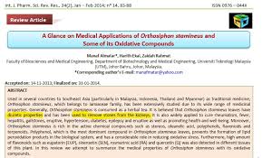 Pluck the 'misai kucing' leaves. Misai Kucing Java Tea