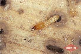 Prepare and update proposals and client contracts. Termites Info Eastern Termite And Pest Control