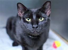 Rescue city is a professional, foster based dog rescue based in brooklyn, new york. Liquorice A1119022 Brooklyn To Be Destroyed 08 03 17 Sweet Beginner Pantherette Liquorice Is Counting On Someone Cat Adoption Foster Cat Cat Care