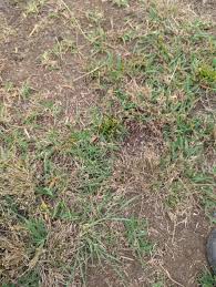 Image result for Eragrostis unioloides