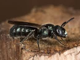 Ceratina cyanea, common name blue carpenter bee, is a species of bee belonging to the family apidae, subfamily xylocopinae. Steckbrief Ceratina Cyanea