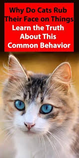 Why Do Cats Rub Their Face On Things Learn The Truth About This Common Behavior Traveling With Yo In 2020 Cat Behavior Face Behavior