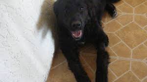 If you're wondering what your puppy should know at 10 weeks or about two months, do not expect much. Stages Of Growth 12 Week Old Puppy Behavior And Development Pethelpful