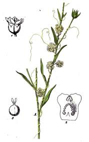Image result for Cuscuta hyalina