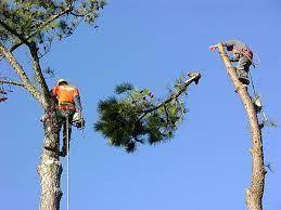Tree Removals Tree Service Tree Care Tree Removal