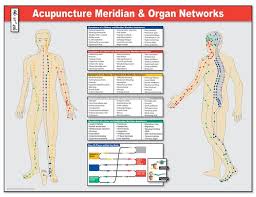 Meridian Pathways And Organ Networks Poster Acupuncture