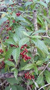 Image result for Psychotria auxopoda