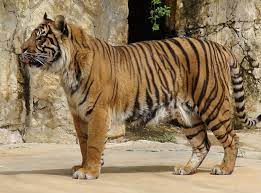 The Critically Endangered Sumatran Tiger Panthera Tigris Sondaica Sumatran Tiger Tiger Javan Tiger
