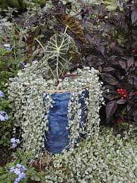 Image result for Dichondra