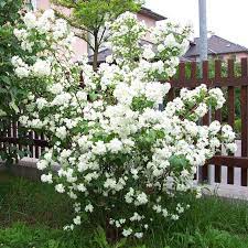 An sehr warmen tagen können sie der hitze zuvorkommen, indem sie die blätter in der dämmerung oder den frühen morgenstunden mit wasser ansprühen. Pfeifenstrauch Falscher Jasmin Philadelphus Schneesturm Weiss