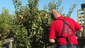 In agricultural and horticultural situations fruit tree bird netting can be used to prevent bird. How To Protect Crops From Birds Diy At Bunnings Youtube