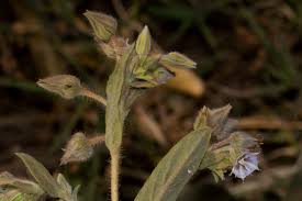 Image result for Trichodesma zeylanicum