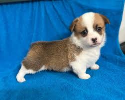 Canyon Meadows Farm telah menambah...