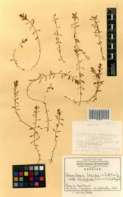 Image result for Laurembergia tetrandra