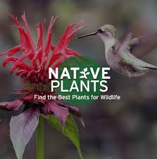 Author sally roth knows the best plants, feeders. Attracting Butterflies