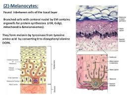 The tumour is centered in the dermis with frequent involvement of the overlying epidermis (figures 1, 2) and may invade the subcutaneous fat. Basic Skin Histology