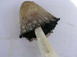 Can you harvest and eat snails from your own garden? What Wild Mushrooms Are Safe To Eat This Season Southern Highland News Bowral Nsw