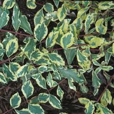 Feb 07, 2021 · uswildflowers database state list for pennsylvania. Harlequin Lonicera Spring Meadow Wholesale Liners Spring Meadow Nursery