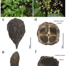 Image result for Endostemon villosus