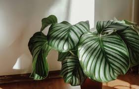 Image result for calathea