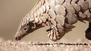 Mystery Deepens Over Animal Source Of Coronavirus
