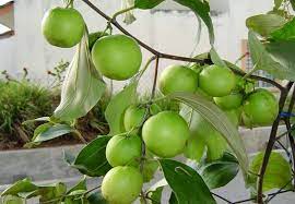 Salah satunya yakni pohon bidara, pohon bidara ini berasal dari timur tengah jazirah arab. Pokok Bidara Apple Tanam Online Nursery No 1 Malaysia Facebook