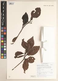 Image result for Balthasaria schliebenii