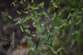 Image result for Canscora kirkii