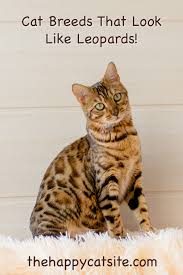 The leopard cat has striking beautiful spots just like leopards and that's why they get the name. Cats That Look Like Leopards Domestic Breeds That Look Like Big Cats