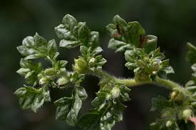 Image result for Coldenia procumbens