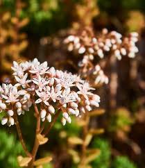 Image result for Sedum album `Coral Carpet`