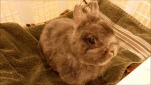 No it is not safe you can start bathing a bunny when its about 7 weeks and you shouldn't really bath bunnies only when their really dirty and make sure you dont hold the babies until they are a week old and because when the mum smells them she wont think its her baby so she will abandon it so if. How To Safely Bathe A Rabbit Youtube Pet Bunny Pet Bath Baby Animals